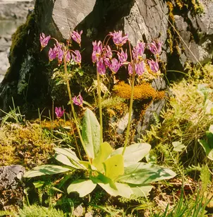 Darkthroat Shootingstar (Dodecatheon pulchellum)