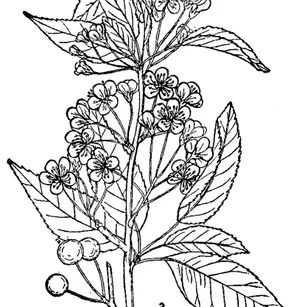 Pin Cherry (Prunus pensylvanica)