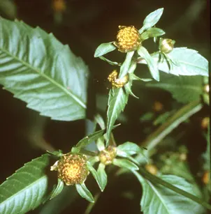 Devil's Beggartick (Bidens frondosa)