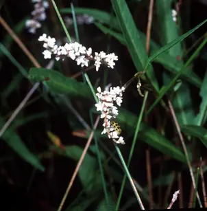 Swamp Smartweed (Polygonum hydropiperoides)