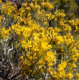 Rabbit Brush (Chrysothamnus nauseosus)