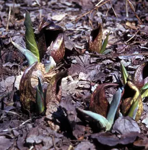Skunk Cabbage (Symplocarpus foetidus)