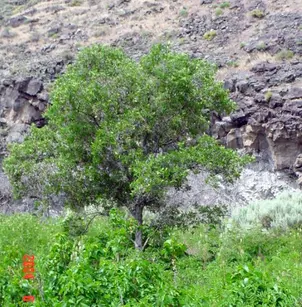 Western Hackberry (Celtis reticulata)