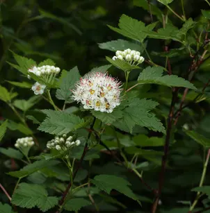 Ninebark (Physocarpus capitatus)