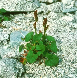 Alpine Mountainsorrel (Oxyria digyna)