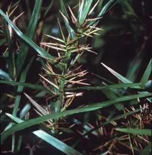 Three-Way Sedge (Dulichium arundinaceum)