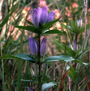 Closed Bottle Gentian (Gentiana andrewsii)