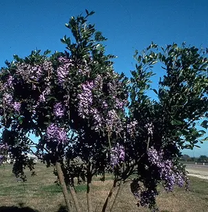Texas Mountain Laurel (Sophora secundiflora)