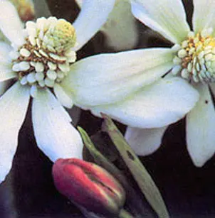 Yerba Mansa (Anemopsis californica)