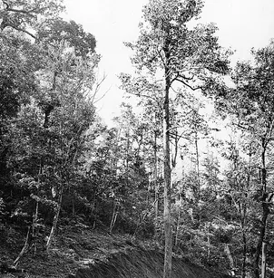 Cucumber Tree (Magnolia acuminata)