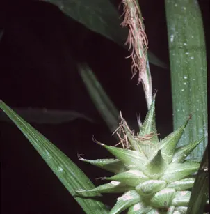 Gray's Sedge (Carex grayi)