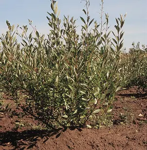 Western Sand Cherry (Prunus besseyi)