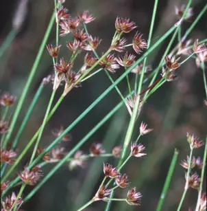 Tapertip Rush (Juncus acuminatus)
