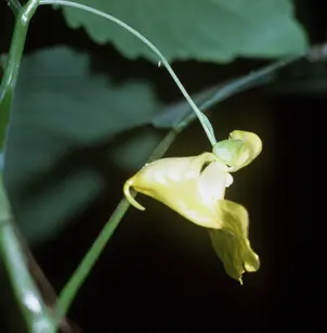 Pale Touch-Me-Not (Impatiens pallida)
