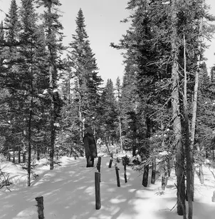 Black Spruce (Picea mariana)