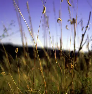 Blue Grama (Bouteloua gracilis)