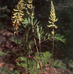 Canadian Milkvetch (Astragalus canadensis)