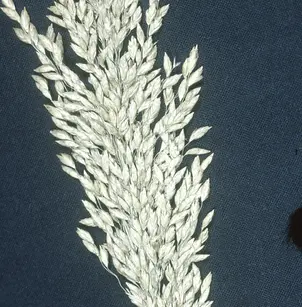 Atlantic Mannagrass (Glyceria obtusa)