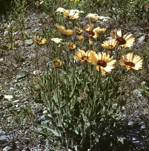 Great Blanket Flower (Gaillardia aristata)