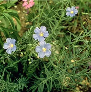 Lewis Flax (Linum lewisii)
