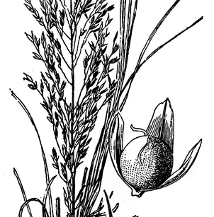Prairie Dropseed (Sporobolus heterolepis)