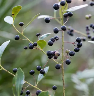 Inkberry (Ilex glabra)
