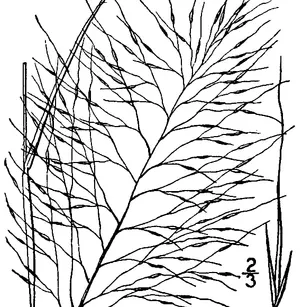 Hairawn Muhly (Muhlenbergia capillaris)