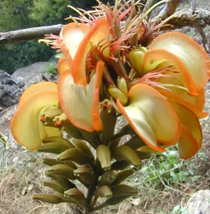 Wili Wili (Erythrina sandwicensis)