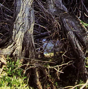 Pacific Willow (Salix lucida subsp. lasiandra)