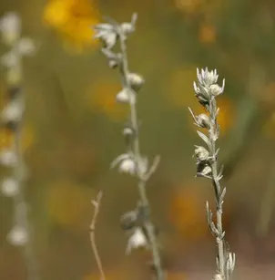 Prairie Sagewort (Artemisia frigida)