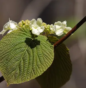 Hobblebush (Viburnum lantanoides)