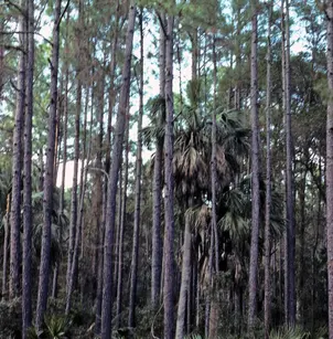 Slash Pine (Pinus elliottii)