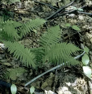 New York Fern (Thelypteris noveboracensis)