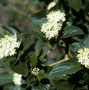 Red Osier Dogwood (Cornus sericea sericea)