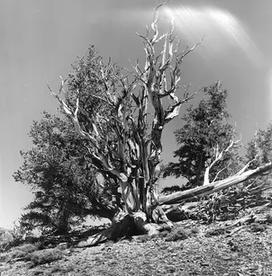 Bristlecone Pine (Pinus aristata)