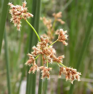 California Bulrush (Schoenoplectus californicus)