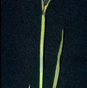 Mountain Sedge (Carex scopulorum)