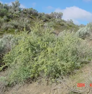 Antelope Bitterbrush (Purshia tridentata)