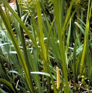 Sweetflag (Acorus americanus)