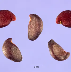 Western Service Berry (Amelanchier alnifolia)