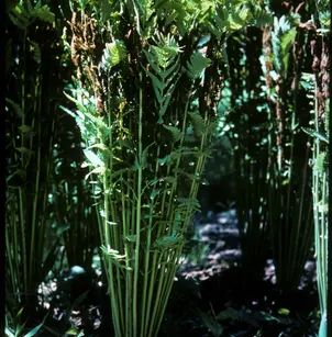 Interrupted Fern (Osmunda claytoniana)