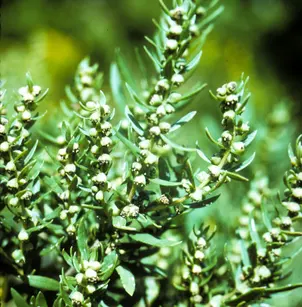 Jesuit's Bark (Iva frutescens)