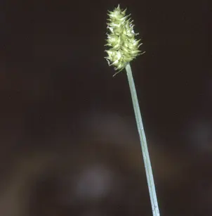 Oval-Leaf Sedge (Carex cephalophora)