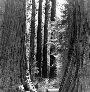 Giant Sequoia (Sequoiadendron giganteum)