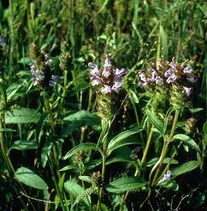 Common Selfheal (Prunella vulgaris)
