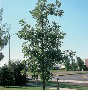 Burr Oak (Quercus macrocarpa)