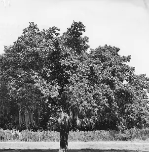 Red Mulberry (Morus rubra)