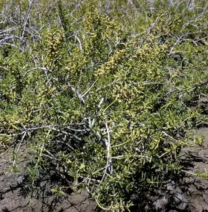 Turtleweed (Batis maritima)