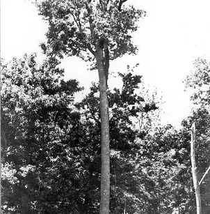 Sugarberry (Celtis laevigata)