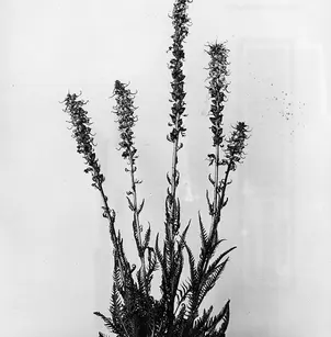 Elephanthead Lousewort (Pedicularis groenlandica)